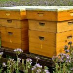 Vrste čebeljih panjev